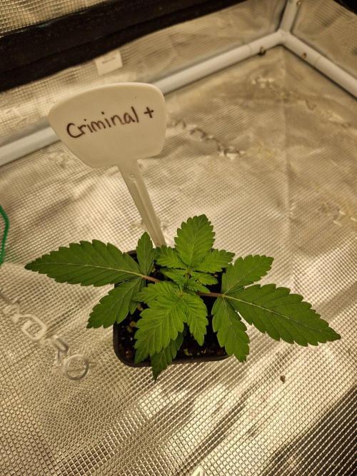 Criminal. Week 2