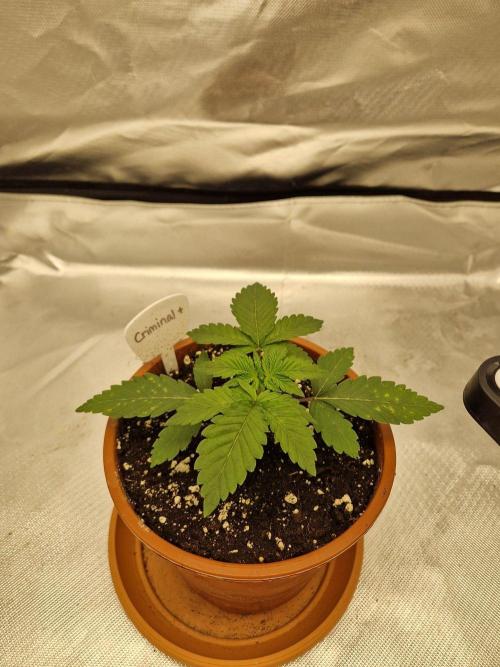 Criminal +. Week 2