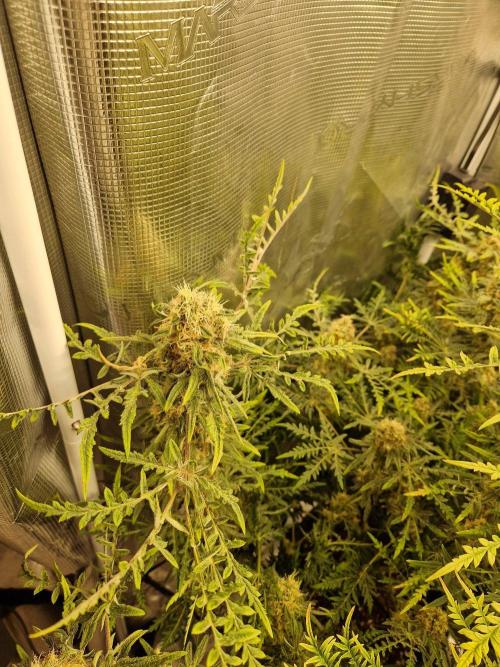 Mutanten. Week 14