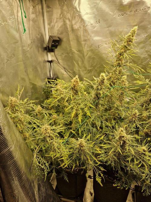 Mutanten. Week 14