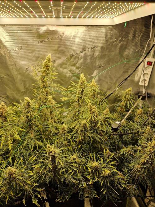 Mutanten. Week 14