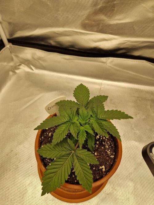 Criminal. Week 3