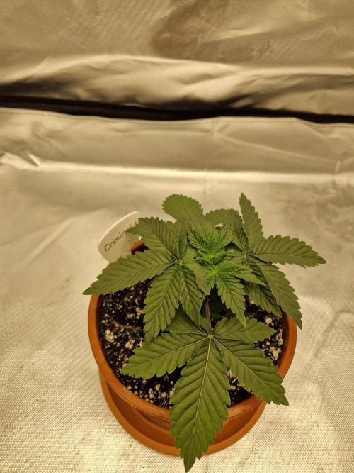 Criminal. Week 3
