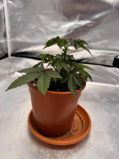 Criminal. Week 3