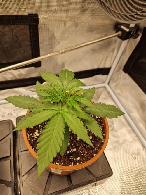 Dynamite Diesel. Week 3