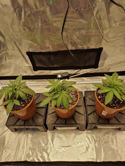 Dynamite Diesel. Week 3