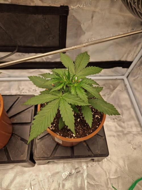 Dynamite Diesel. Week 3