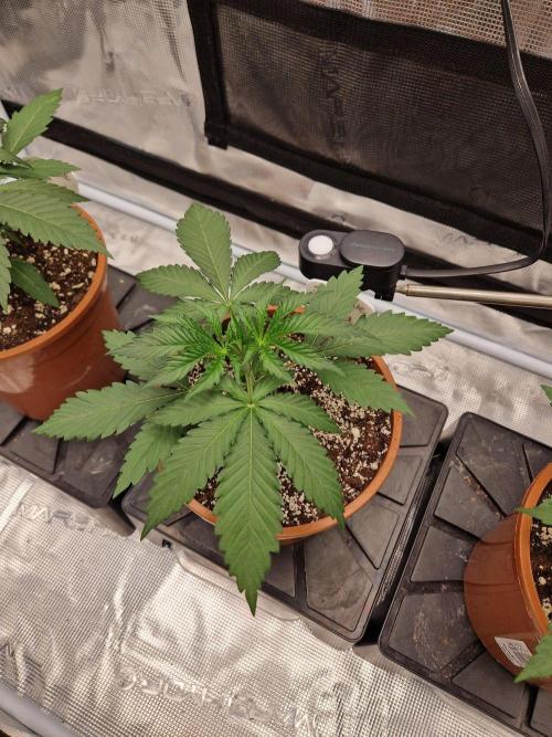 Dynamite Diesel. Week 3