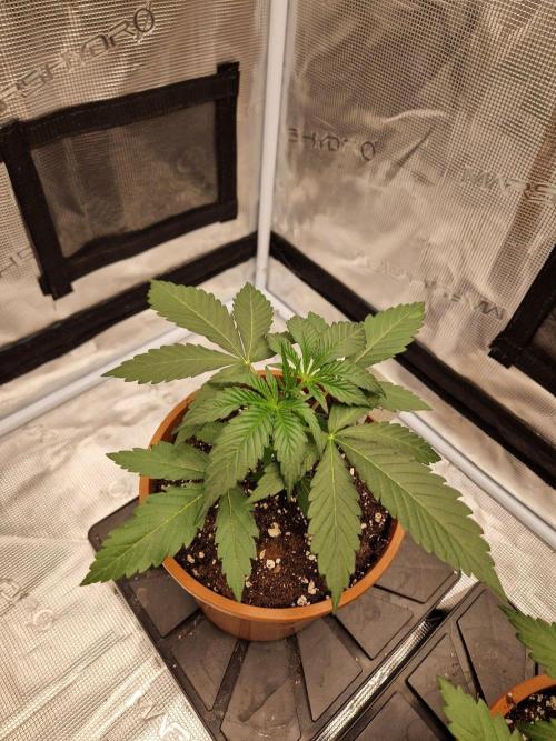 Dynamite Diesel. Week 3