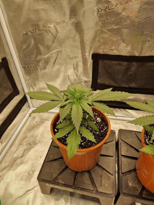 Dynamite Diesel. Week 3