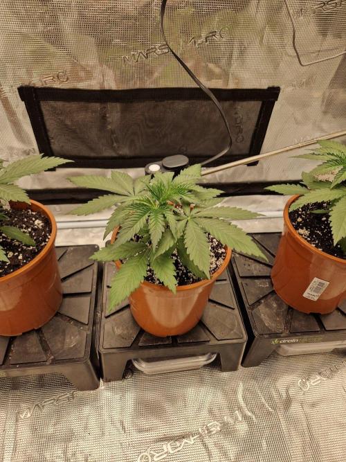 Dynamite Diesel. Week 3
