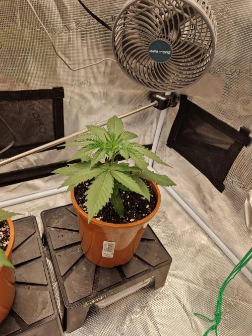 Dynamite Diesel. Week 3