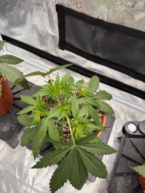 Dynamite Diesel. Week 3