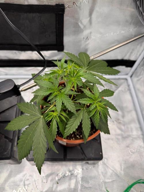 Dynamite Diesel. Week 4