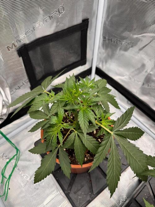 Dynamite Diesel. Week 4