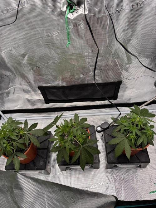 Dynamite Diesel. Week 4