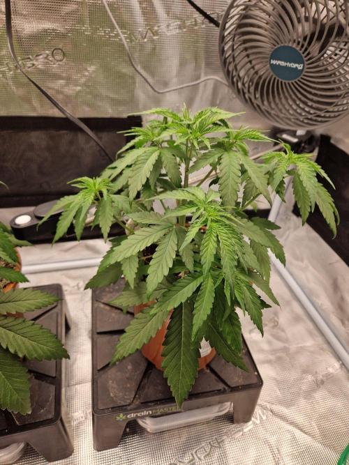 Dynamite Diesel. Week 4