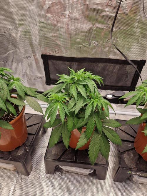 Dynamite Diesel. Week 4