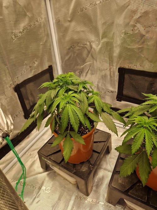 Dynamite Diesel. Week 4