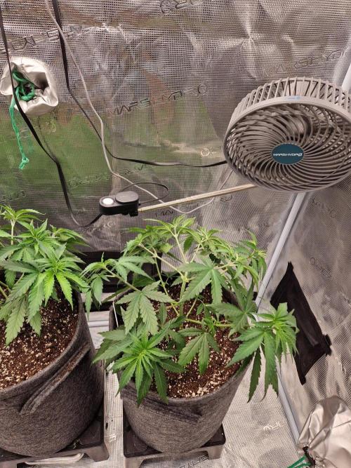 Dynamite Diesel. Week 4