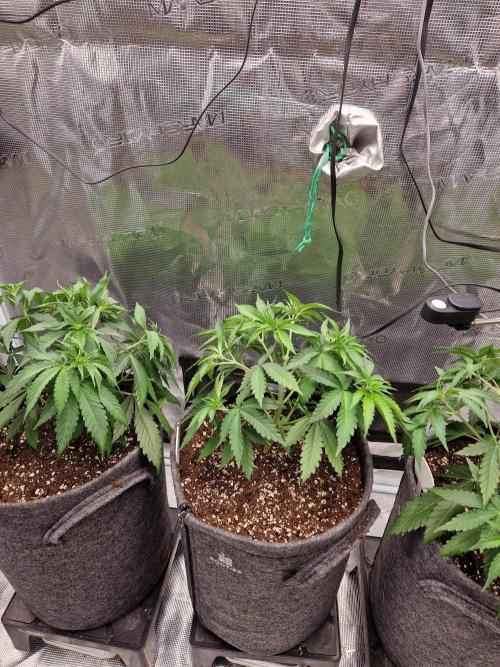 Dynamite Diesel. Week 4