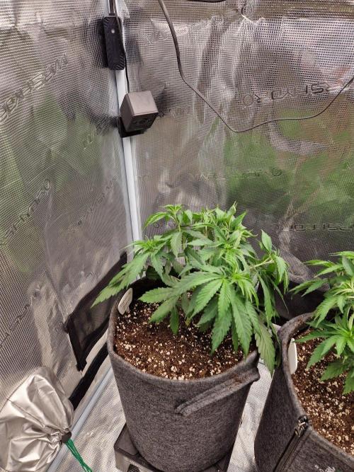 Dynamite Diesel. Week 4