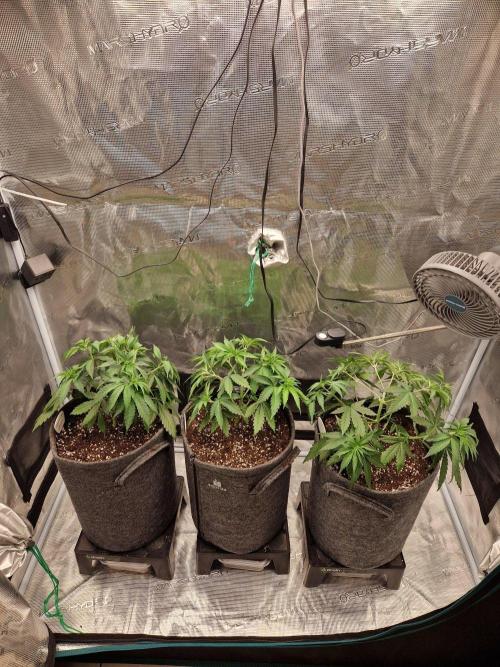 Dynamite Diesel. Week 4