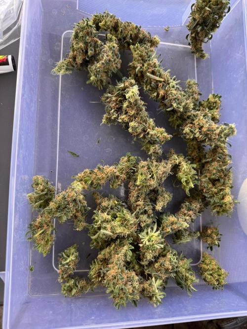 Mutanten. Week 16