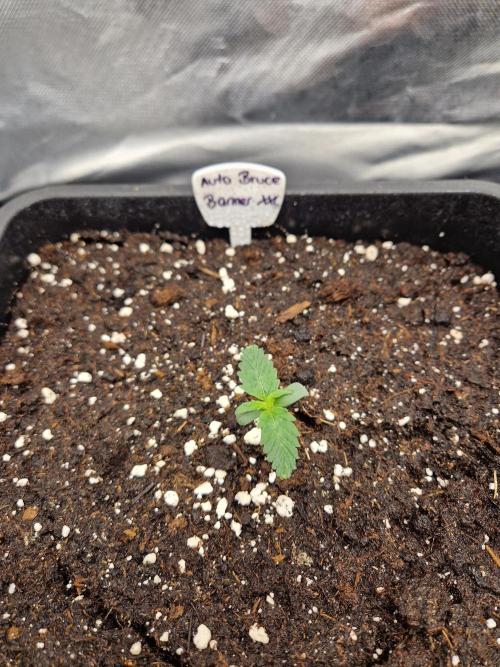 Bruce 420. Week 1