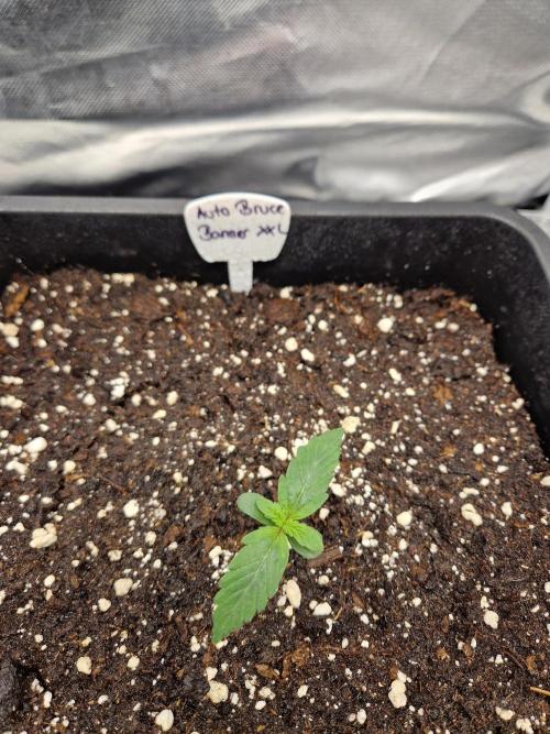 Bruce 420. Week 1