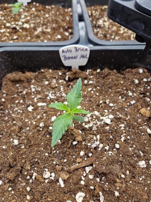 Bruce 420. Week 1