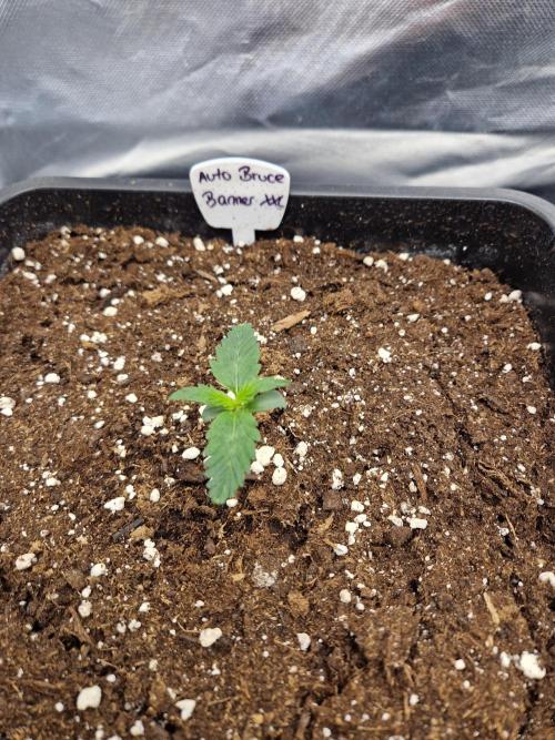 Bruce 420. Week 1