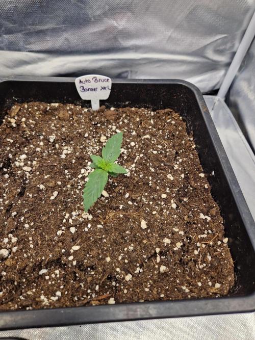 Bruce 420. Week 1