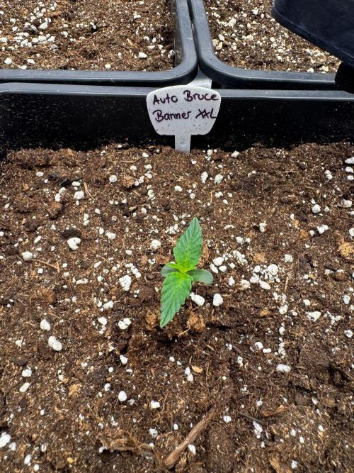 Bruce 420. Week 1