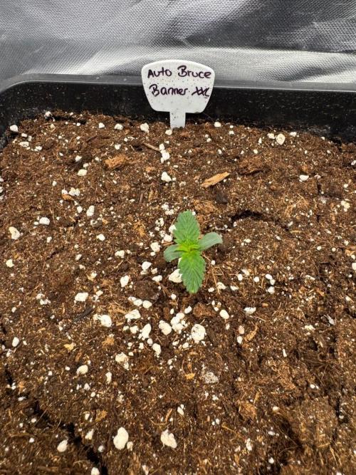 Bruce 420. Week 1