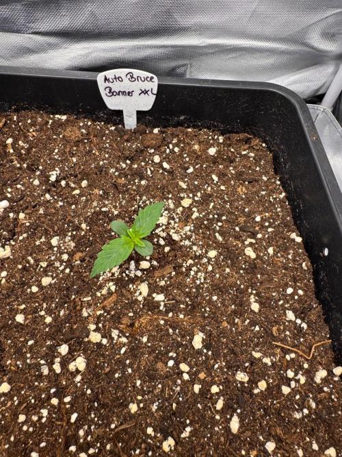 Auto Bruce Banner XXL. Week 1