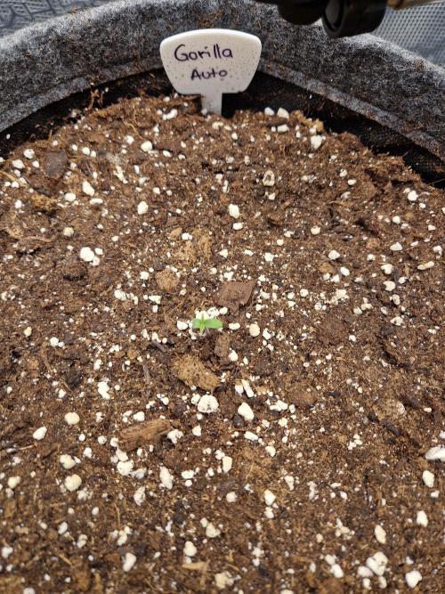 420 Gorilla. Week 1