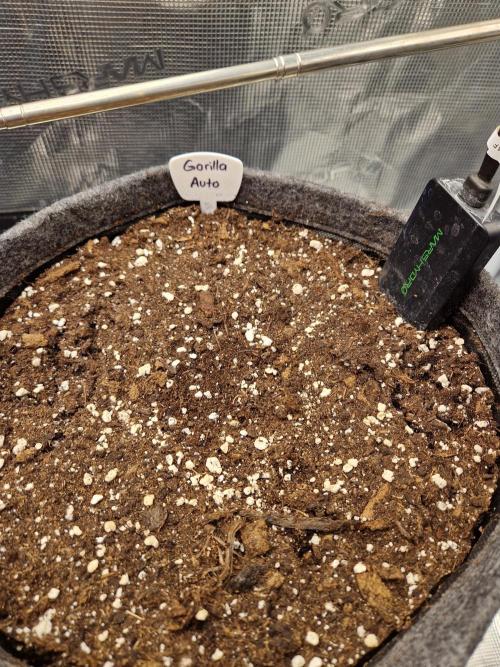 420 Gorilla. Week 1