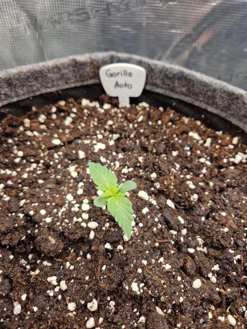 420 Gorilla. Week 1