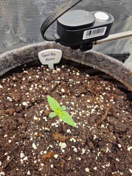 420 Gorilla. Week 1