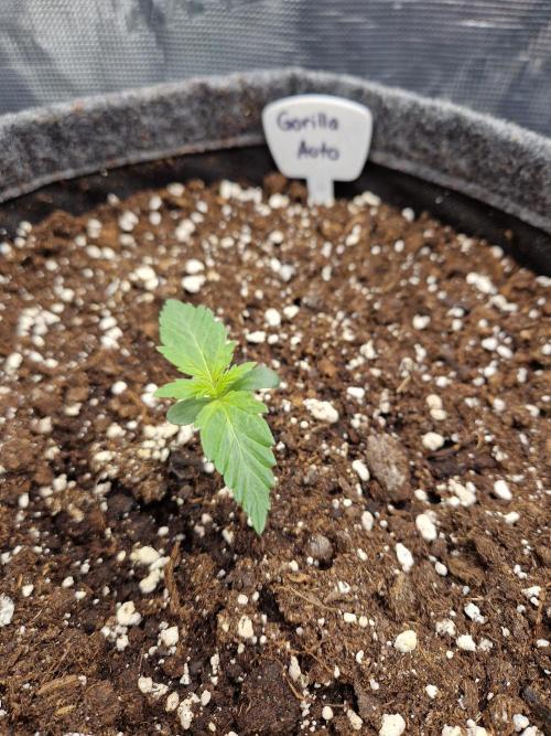 420 Gorilla. Week 1