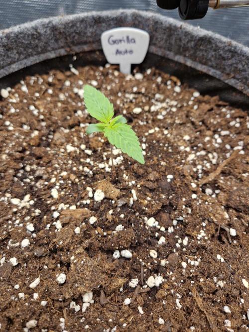 420 Gorilla. Week 1