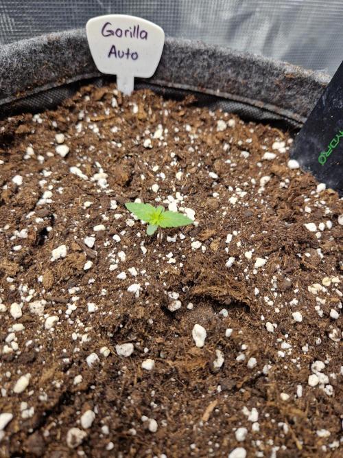 420 Gorilla. Week 1