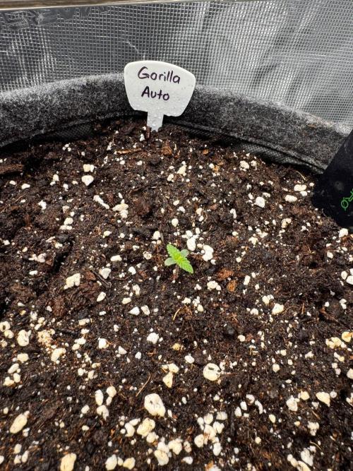 420 Gorilla. Week 1