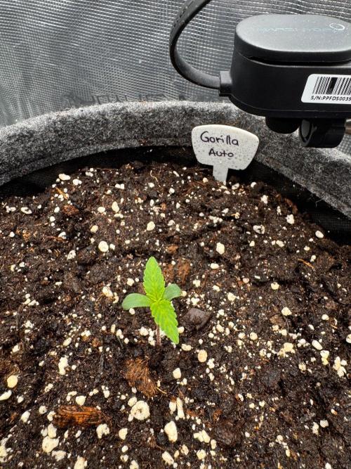 420 Gorilla. Week 1