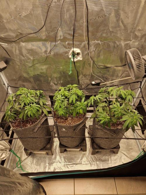 Dynamite Diesel. Week 5