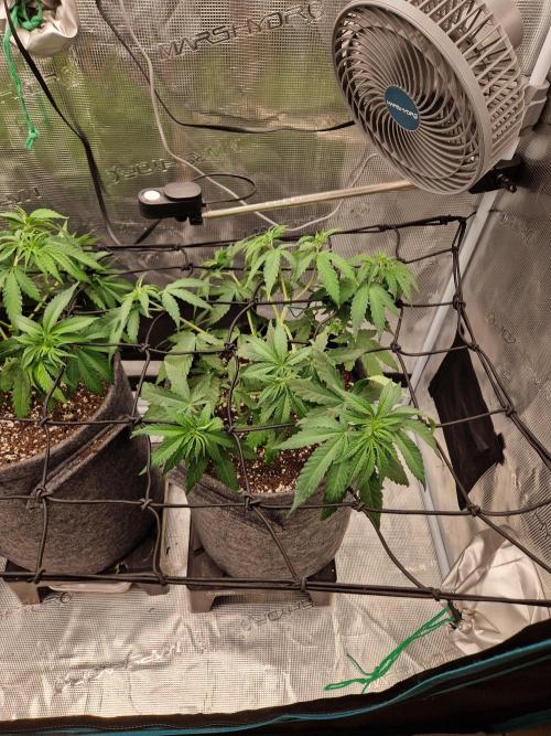 Dynamite Diesel. Week 5