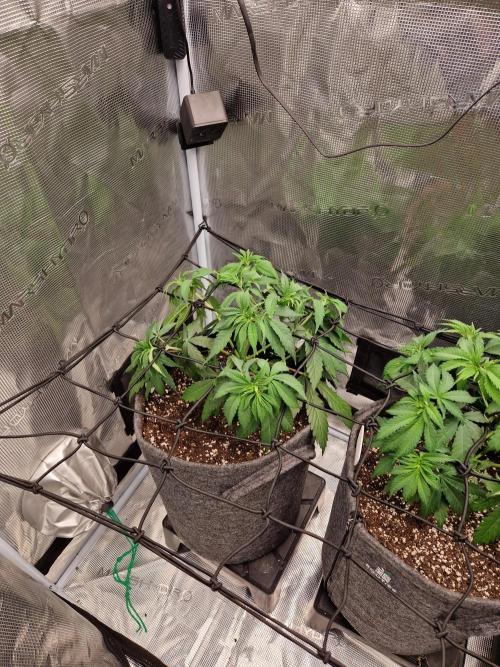 Dynamite Diesel. Week 5