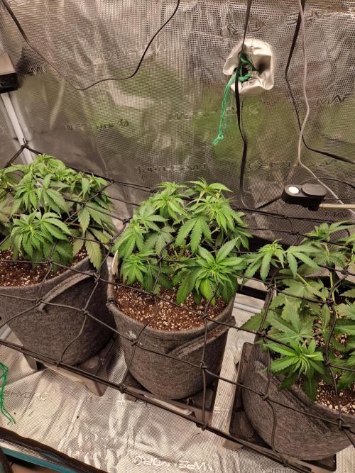 Dynamite Diesel. Week 5
