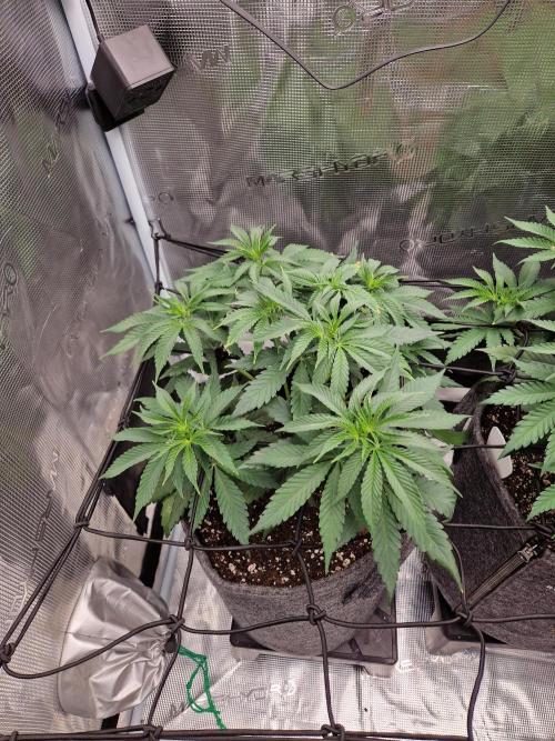 Dynamite Diesel. Week 5